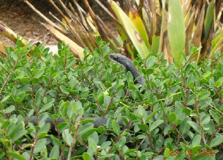 Black Racer